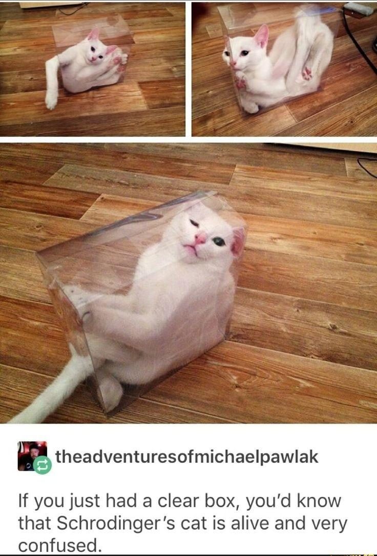 30 Great Cat Memes For All The Cat Lovers Out There 