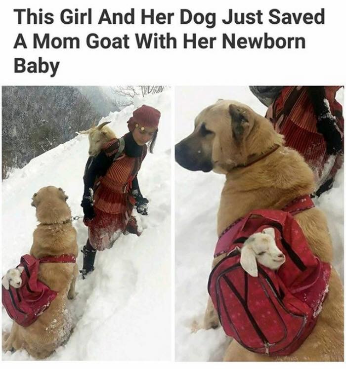 30 Extremely Cute Dog Memes To Start Your Day With