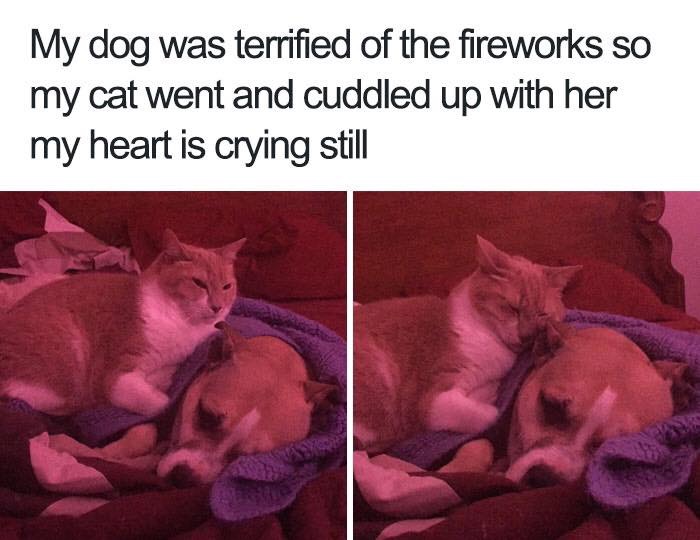 30 Extremely Cute Dog Memes To Start Your Day With