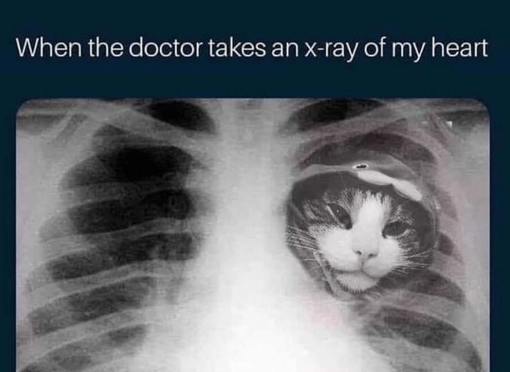 30 Great Cat Memes For All The Cat Lovers Out There 