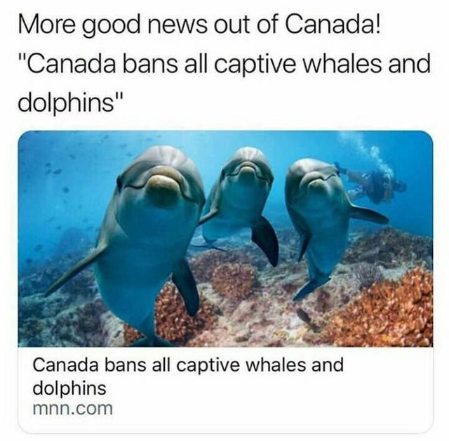 30 Cute And Wholesome Memes To Make You Feel Good