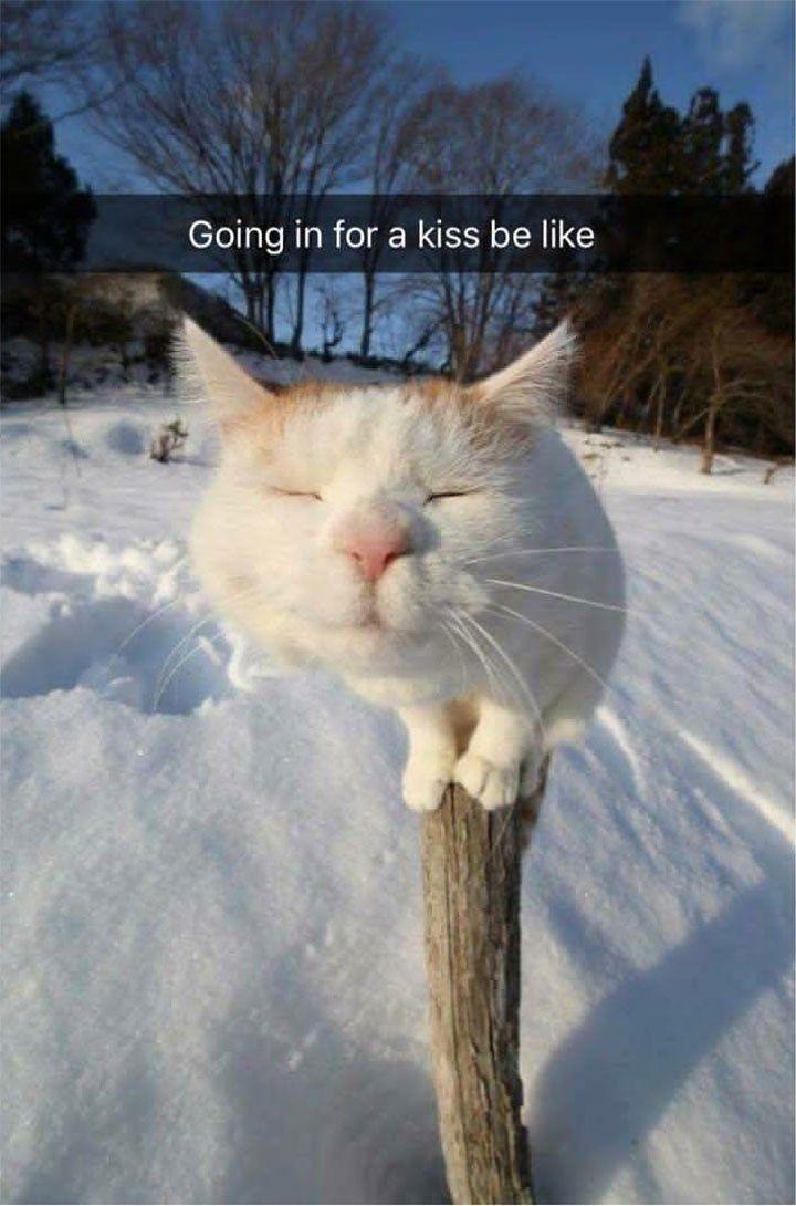 30 Great Cat Memes For All The Cat Lovers Out There 
