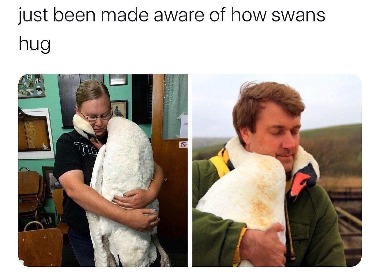 30 Amazing Memes About Pets And Animals 