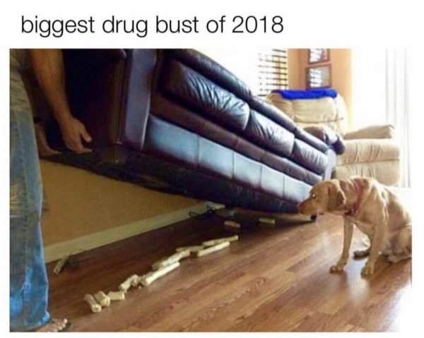 30 Amazing Memes About Pets And Animals 