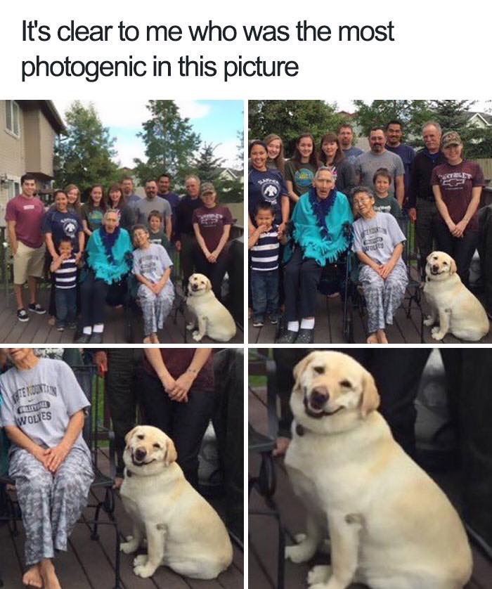30 Extremely Cute Dog Memes To Start Your Day With