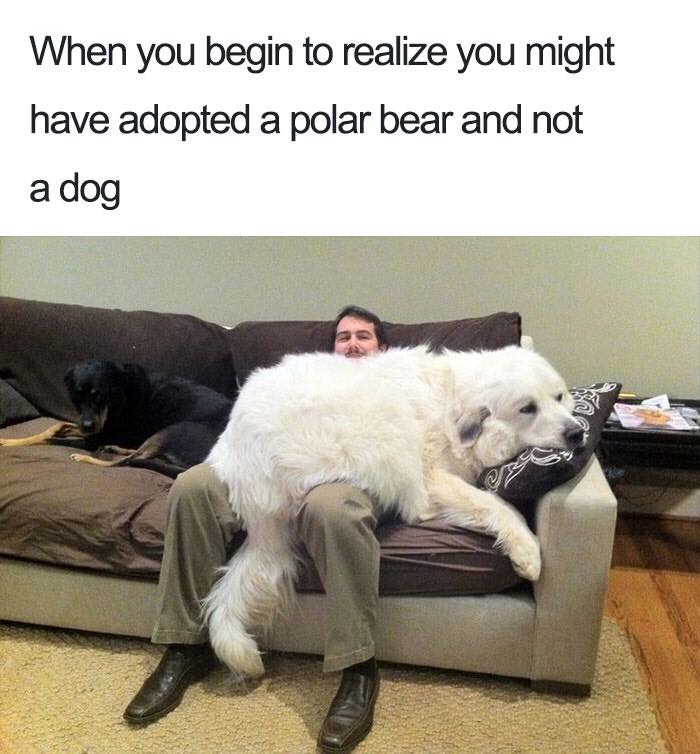 30 Extremely Cute Dog Memes To Start Your Day With