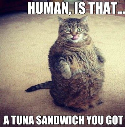 30 Hysterical Cat Memes You Must See 