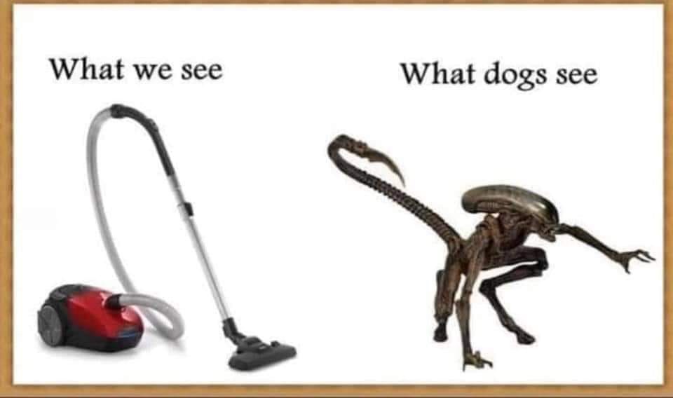 30 Amazing Memes About Pets And Animals 