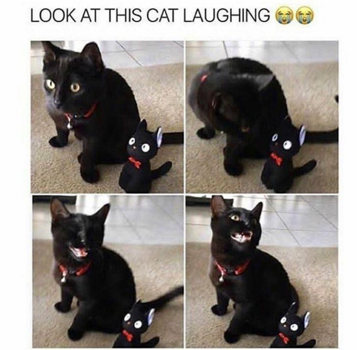 30 Great Cat Memes For All The Cat Lovers Out There 