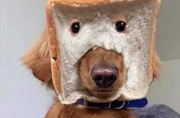 30 Adorable Dog Memes To Laugh At