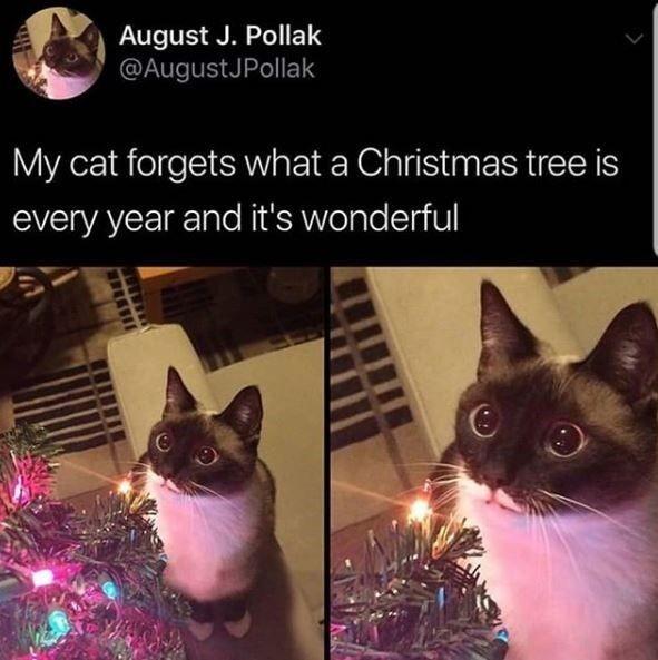 30 Great Cat Memes For All The Cat Lovers Out There 