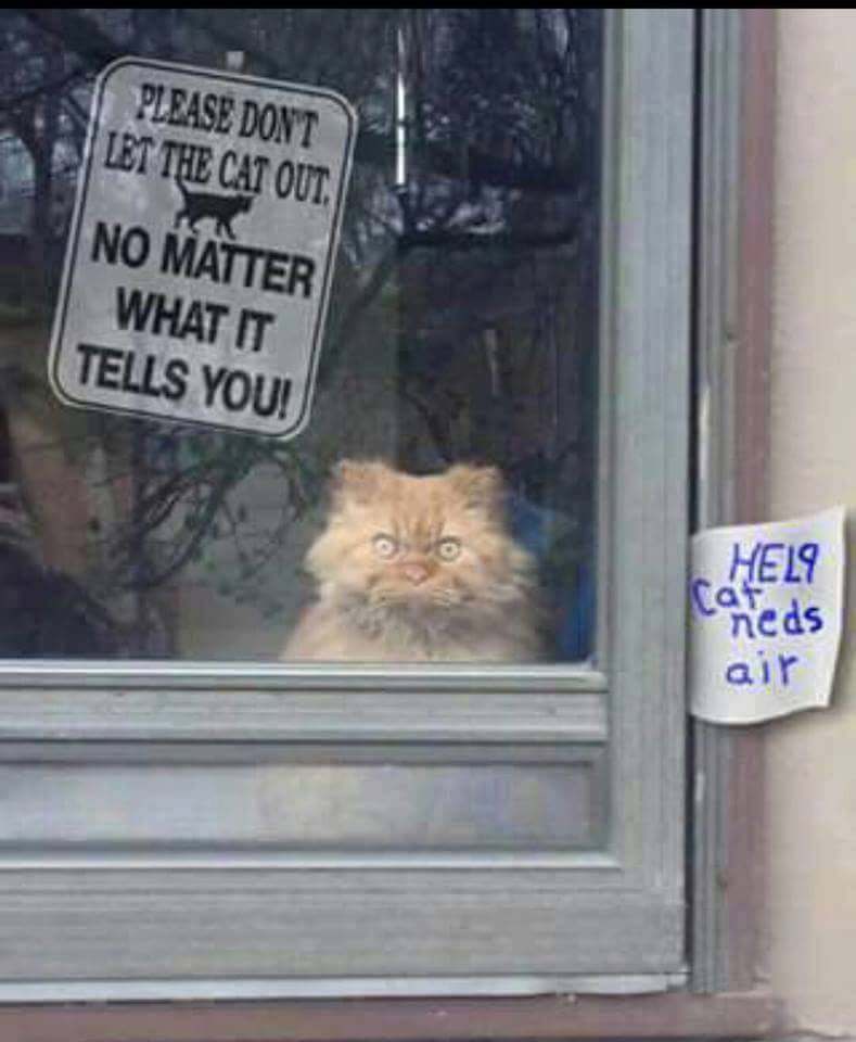 30 Amazing Memes About Pets And Animals 