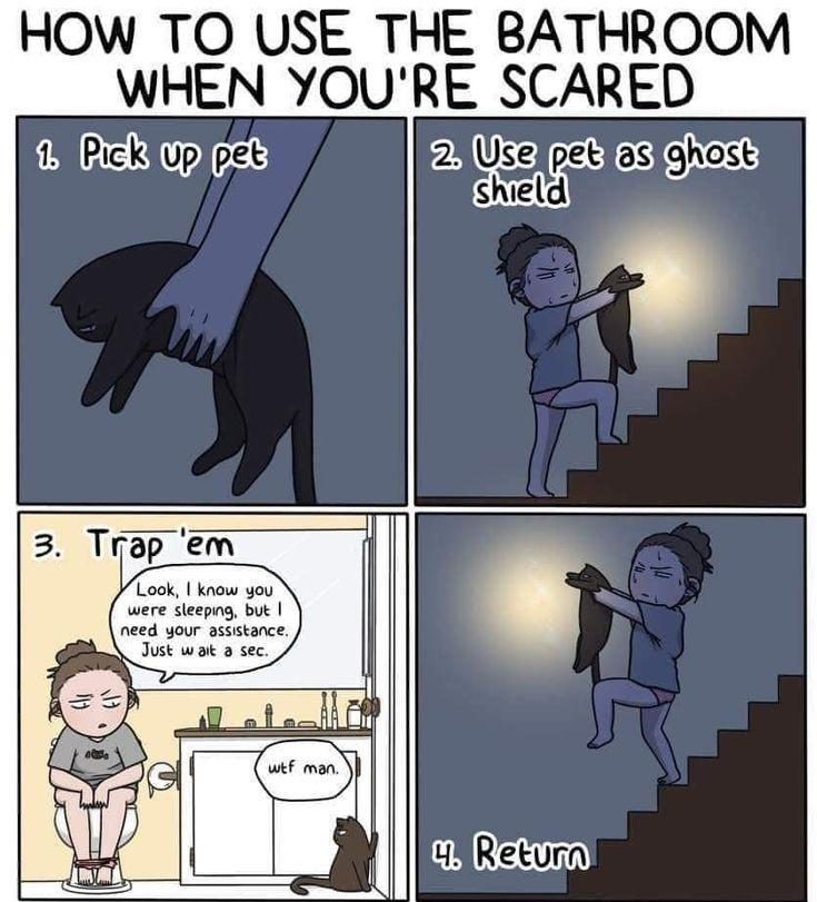 30 Great Cat Memes For All The Cat Lovers Out There 