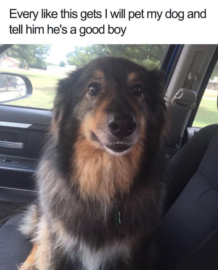 30 Extremely Cute Dog Memes To Start Your Day With