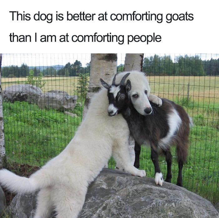 30 Extremely Cute Dog Memes To Start Your Day With
