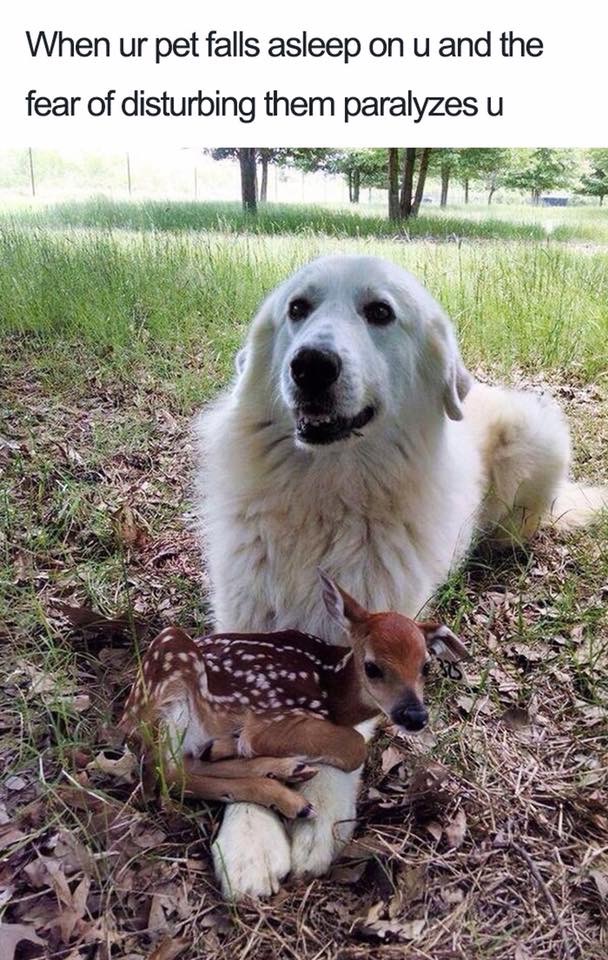 30 Extremely Cute Dog Memes To Start Your Day With