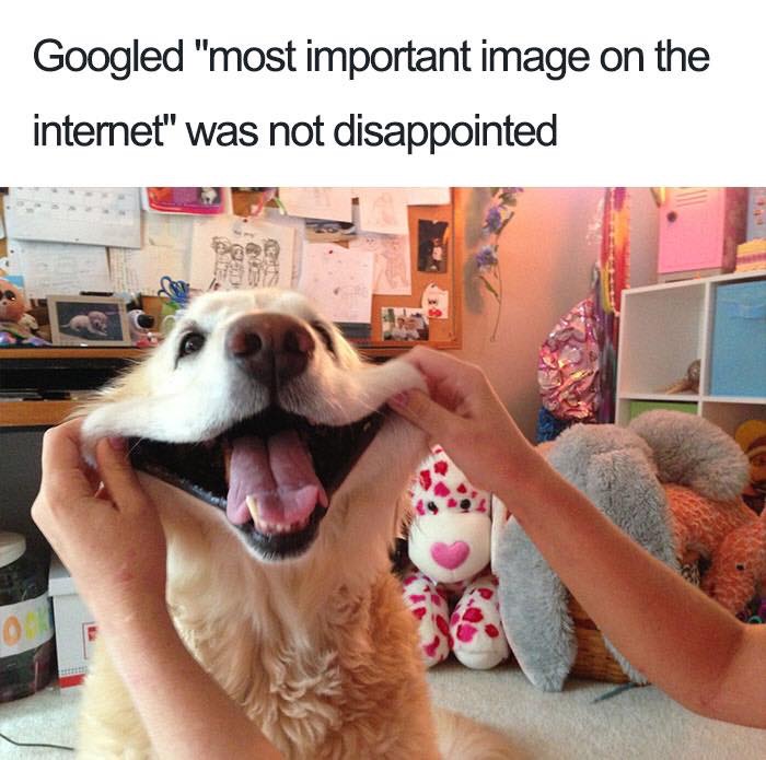 30 Extremely Cute Dog Memes To Start Your Day With