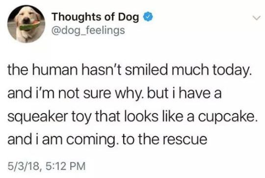 30 Amazing Memes About Pets And Animals 