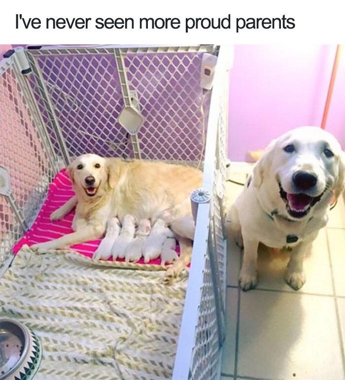 30 Extremely Cute Dog Memes To Start Your Day With