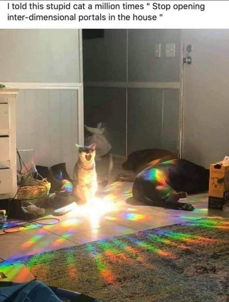 30 Great Cat Memes For All The Cat Lovers Out There 