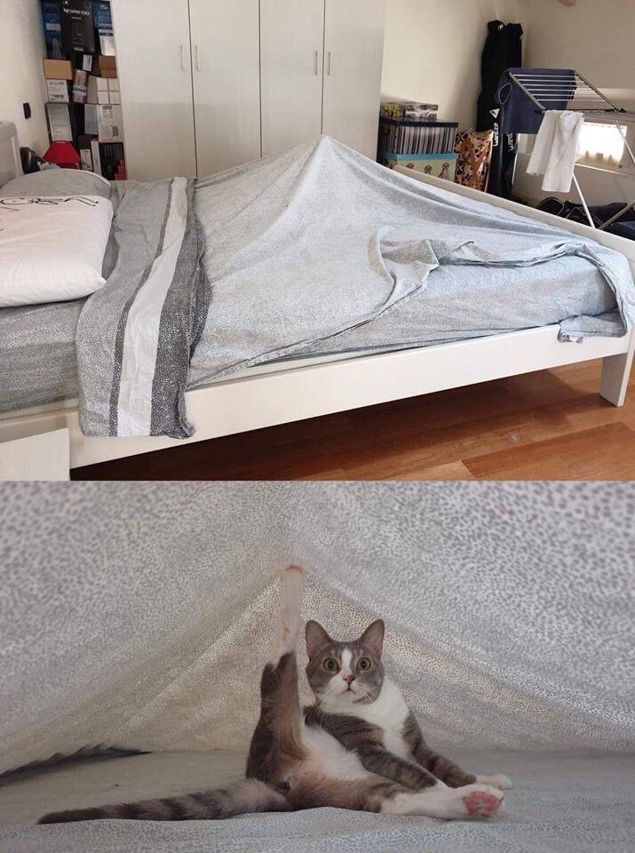 30 Great Cat Memes For All The Cat Lovers Out There 