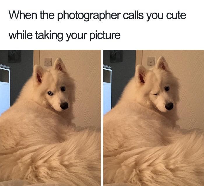 30 Extremely Cute Dog Memes To Start Your Day With