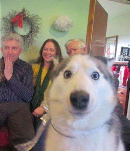 34 Priceless Pictures Of Cute Smiling Dogs