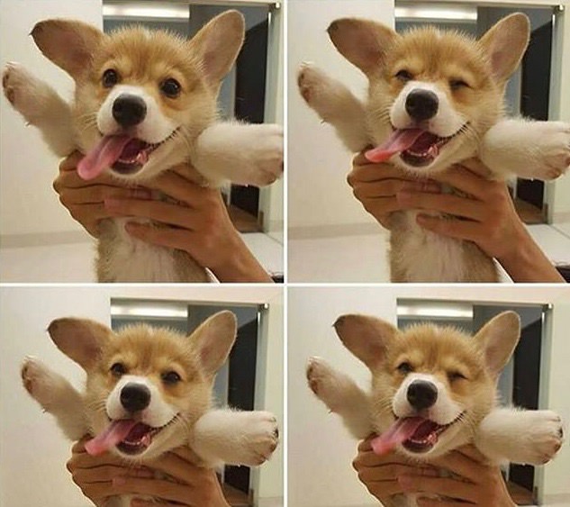 34 Priceless Pictures Of Cute Smiling Dogs