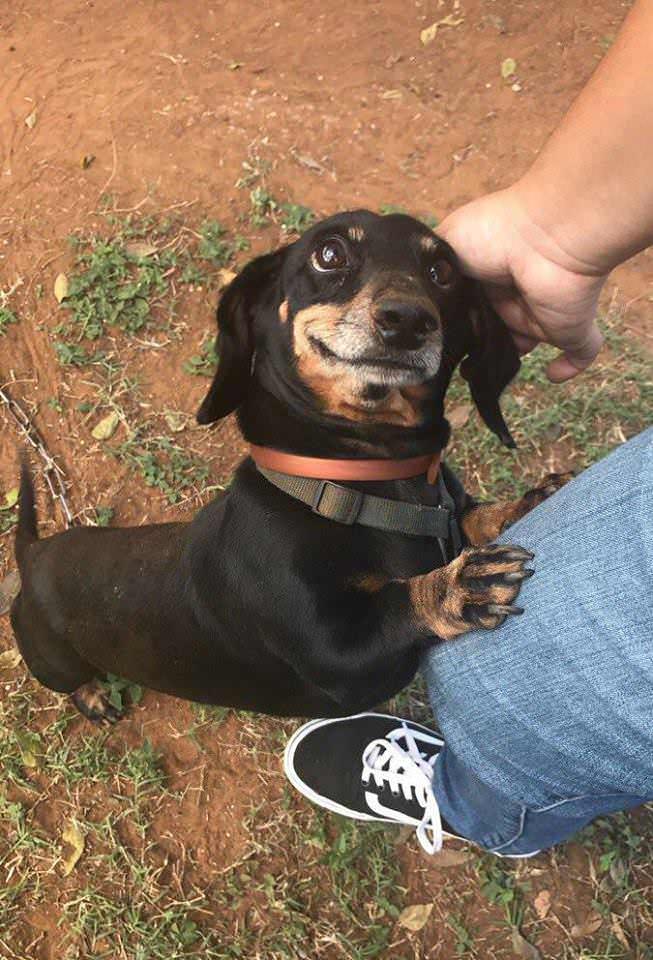 34 Priceless Pictures Of Cute Smiling Dogs
