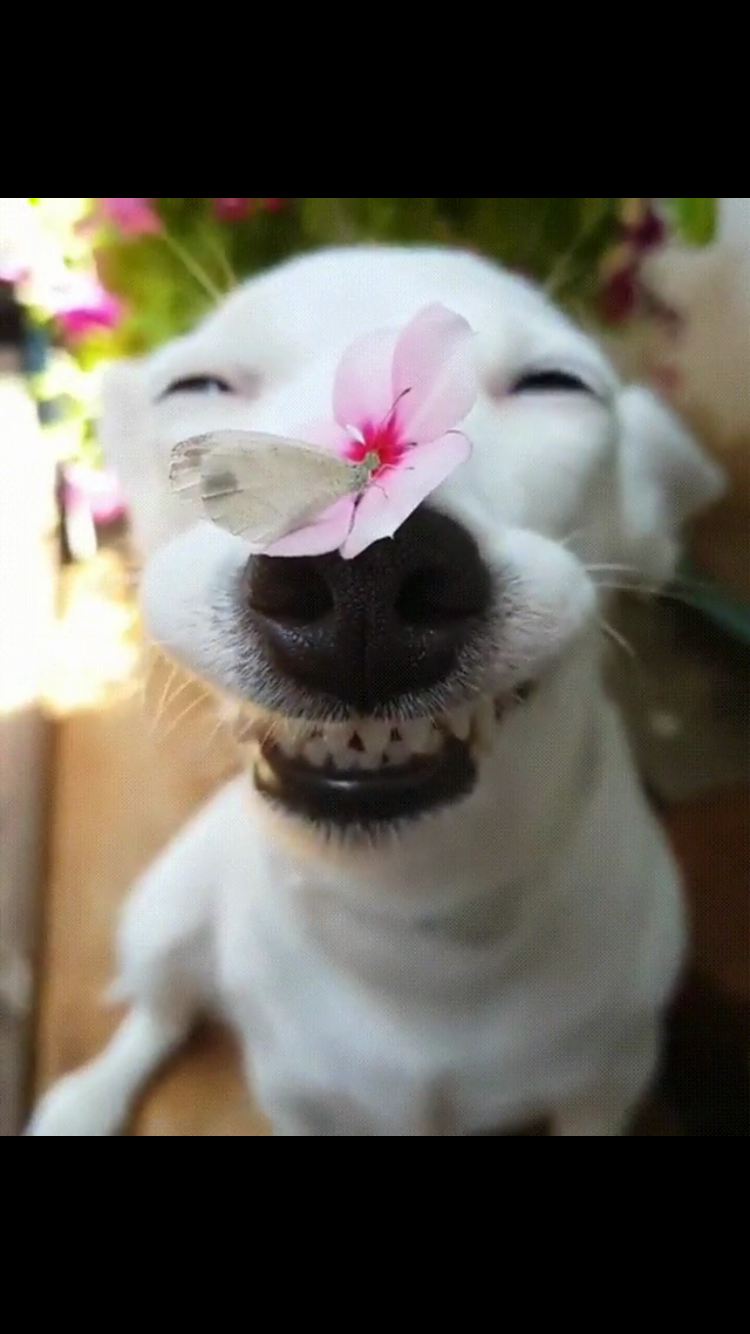 34 Priceless Pictures Of Cute Smiling Dogs