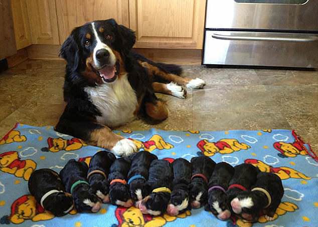 34 Priceless Pictures Of Cute Smiling Dogs