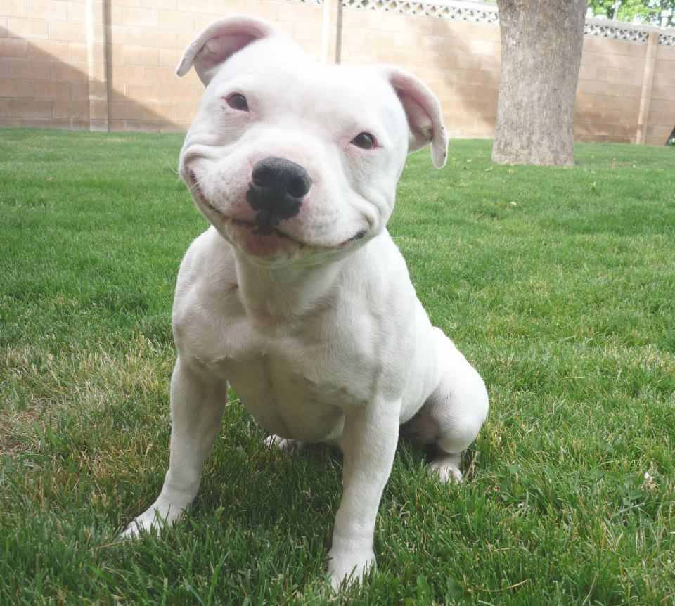 34 Priceless Pictures Of Cute Smiling Dogs