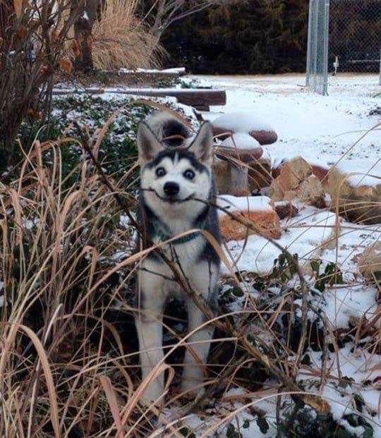 34 Priceless Pictures Of Cute Smiling Dogs