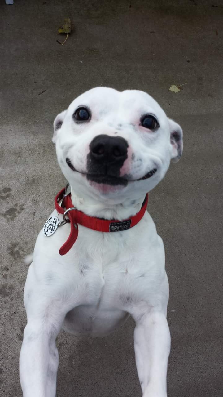 34 Priceless Pictures Of Cute Smiling Dogs