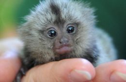 30 Seriously Cute Baby Animal Pictures