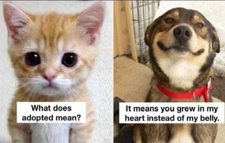 30 Magical Wholesome Memes You Must See 