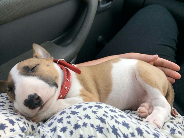 34 Priceless Pictures Of Cute Smiling Dogs