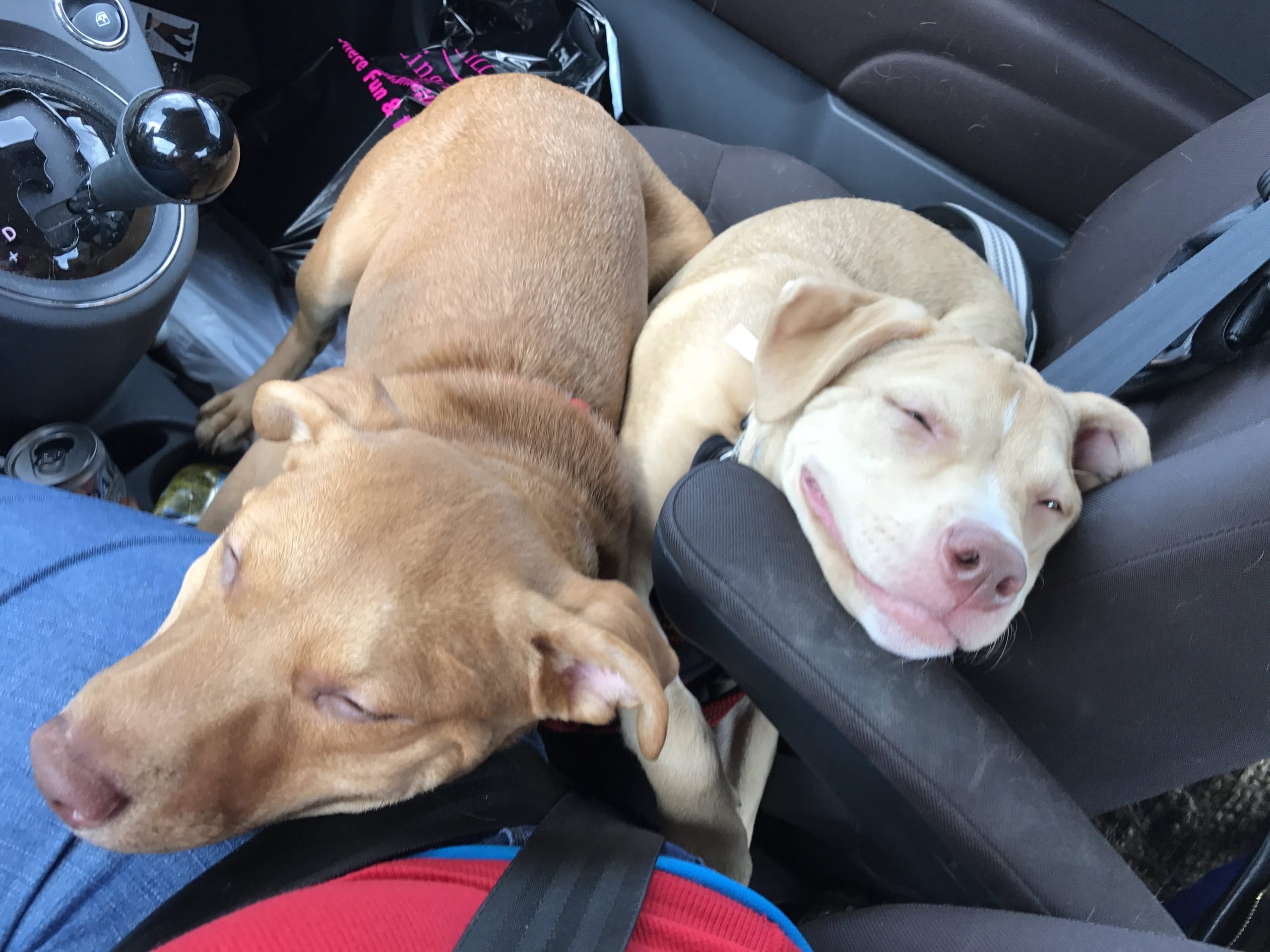 34 Priceless Pictures Of Cute Smiling Dogs