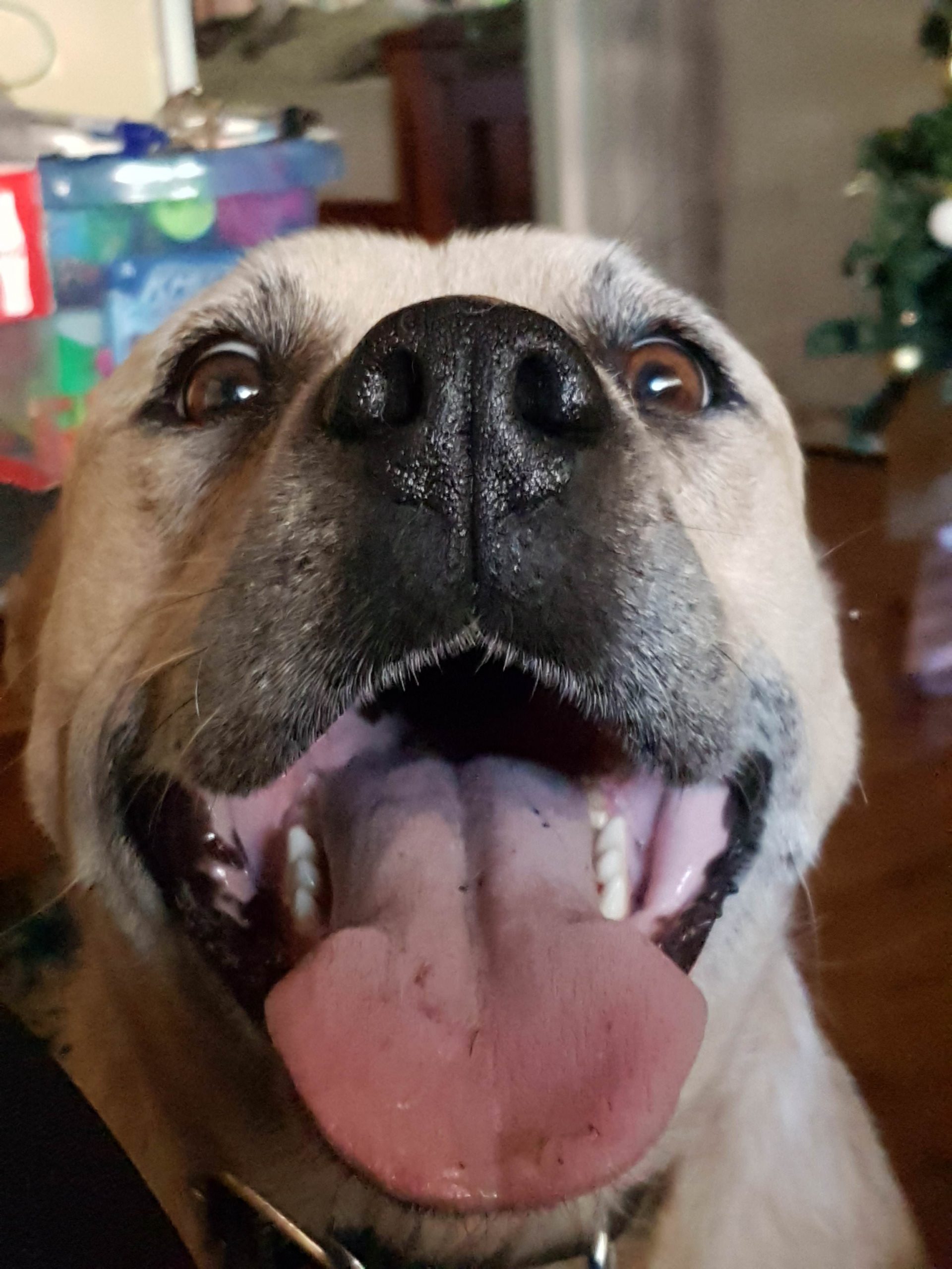 34 Priceless Pictures Of Cute Smiling Dogs