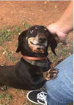 34 Priceless Pictures Of Cute Smiling Dogs