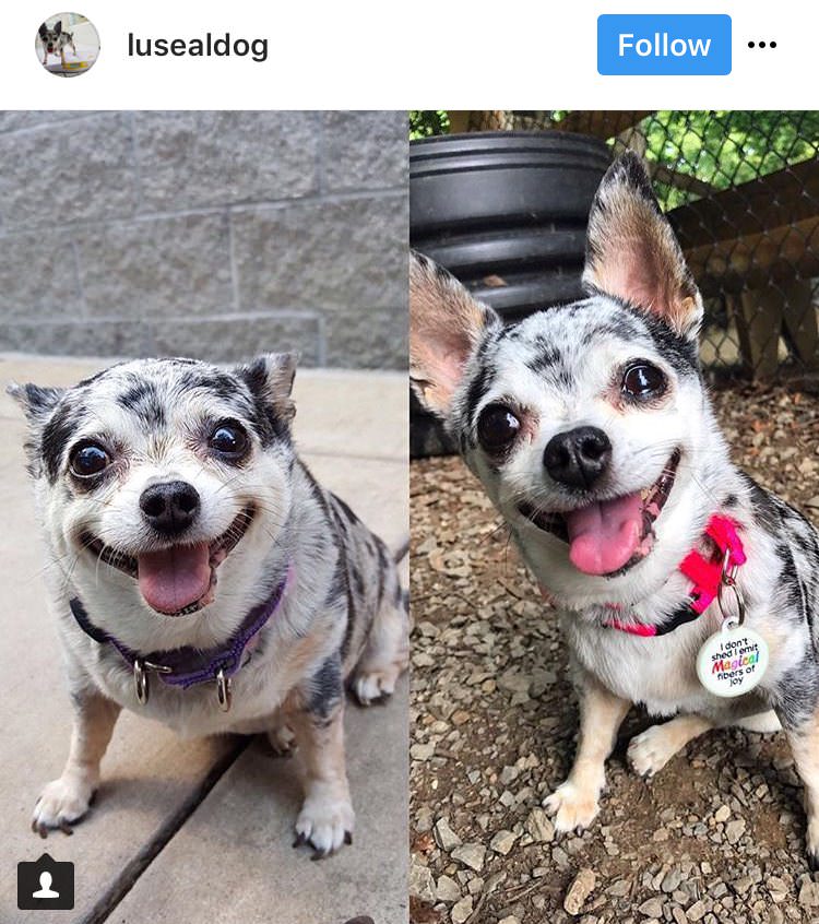 34 Priceless Pictures Of Cute Smiling Dogs