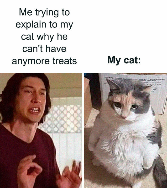 30 Adorable Cat Memes For You To Enjoy 