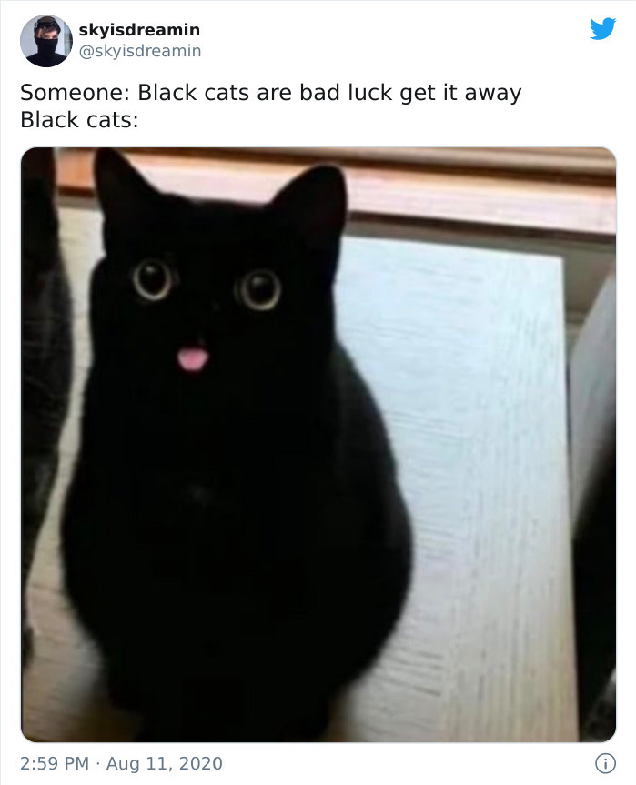 30 Adorable Cat Memes For You To Enjoy 
