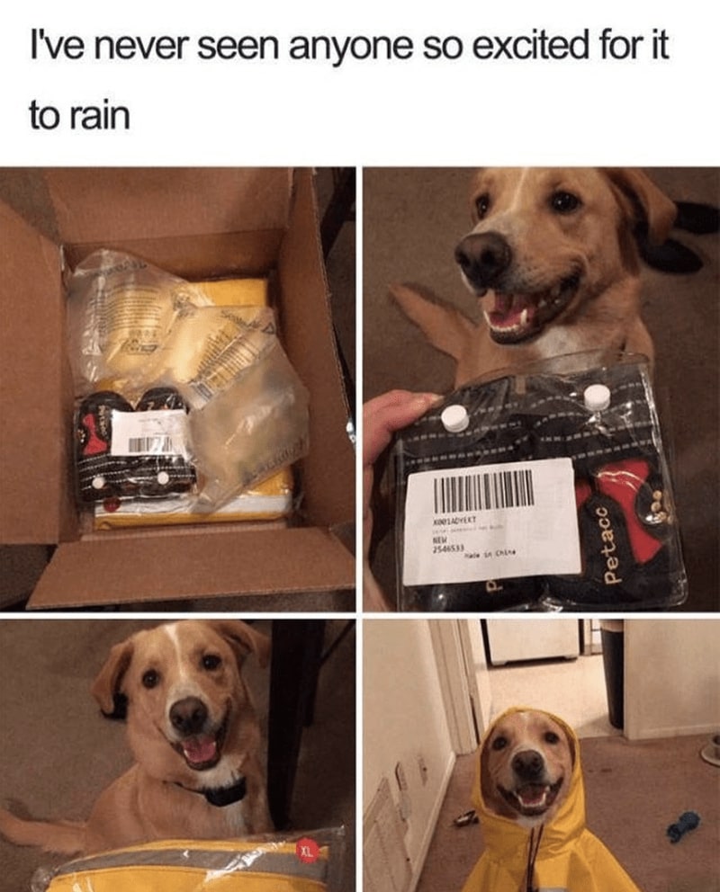 30 Excellent Dog Memes To Make Your Day Better