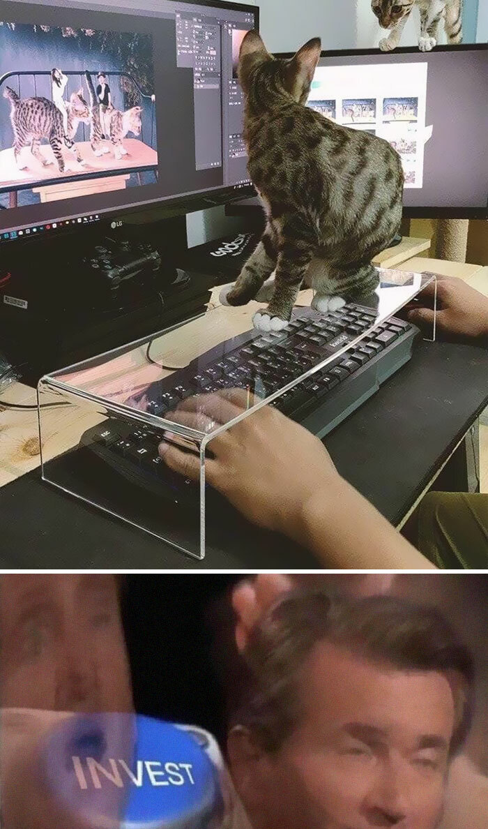 30 Adorable Cat Memes For You To Enjoy 