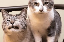 30 Excellent Cat Memes For All The Cat Lovers
