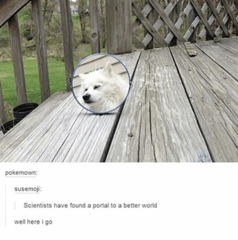 30 Excellent Dog Memes To Make Your Day Better