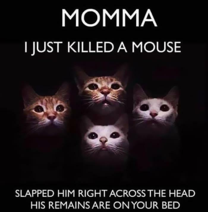 30 Adorable Cat Memes For You To Enjoy 