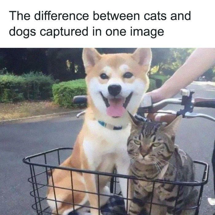 30 Adorable Cat Memes For You To Enjoy 