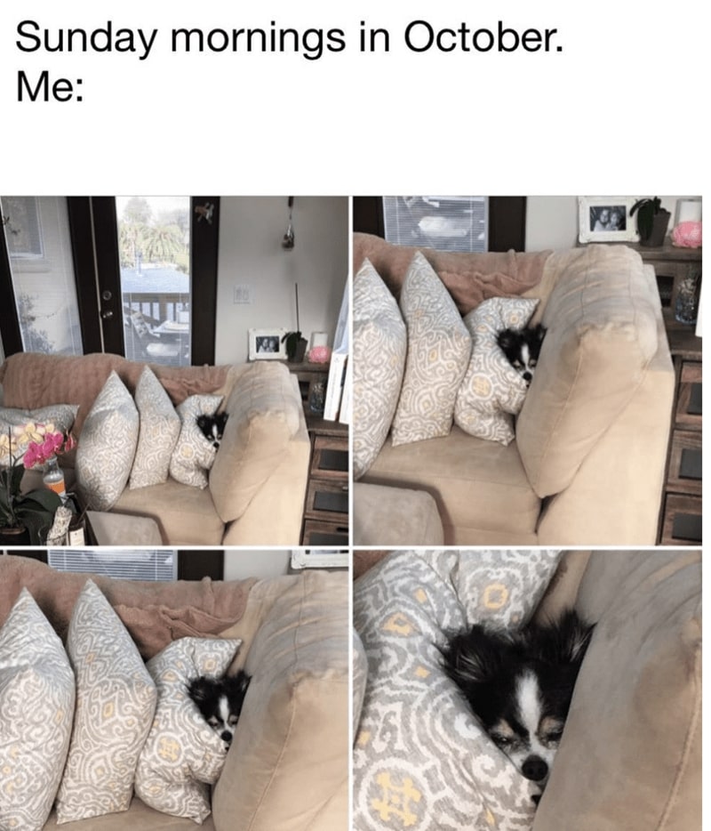 30 Excellent Dog Memes To Make Your Day Better 